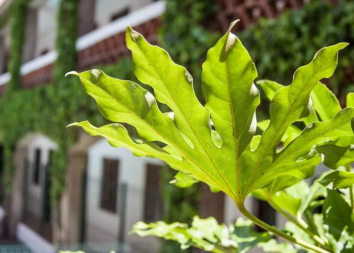 Planas Готель *